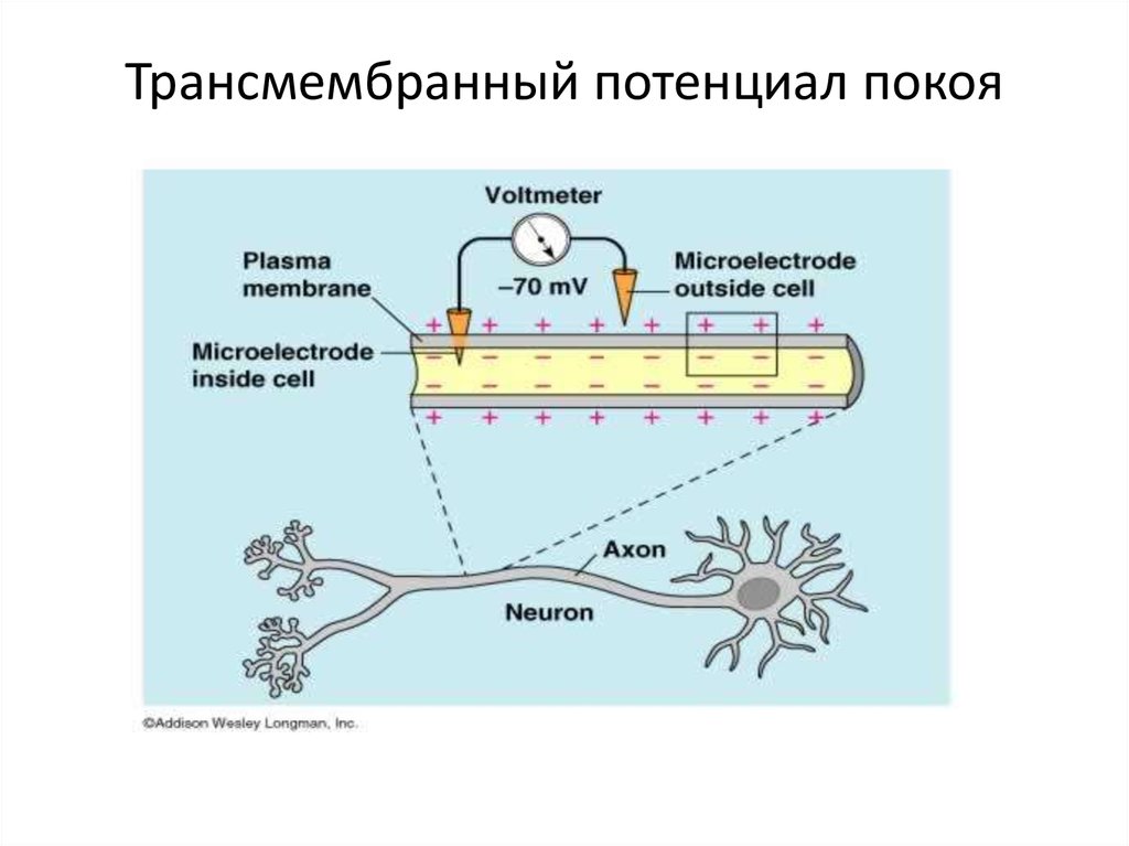 Потенциал покоя. Понятие «трансмембранный потенциал».. Трансмембранный электрический потенциал. Трансмембранный потенциал клетки в покое. Трансмембранная разность потенциалов нервной клетки.