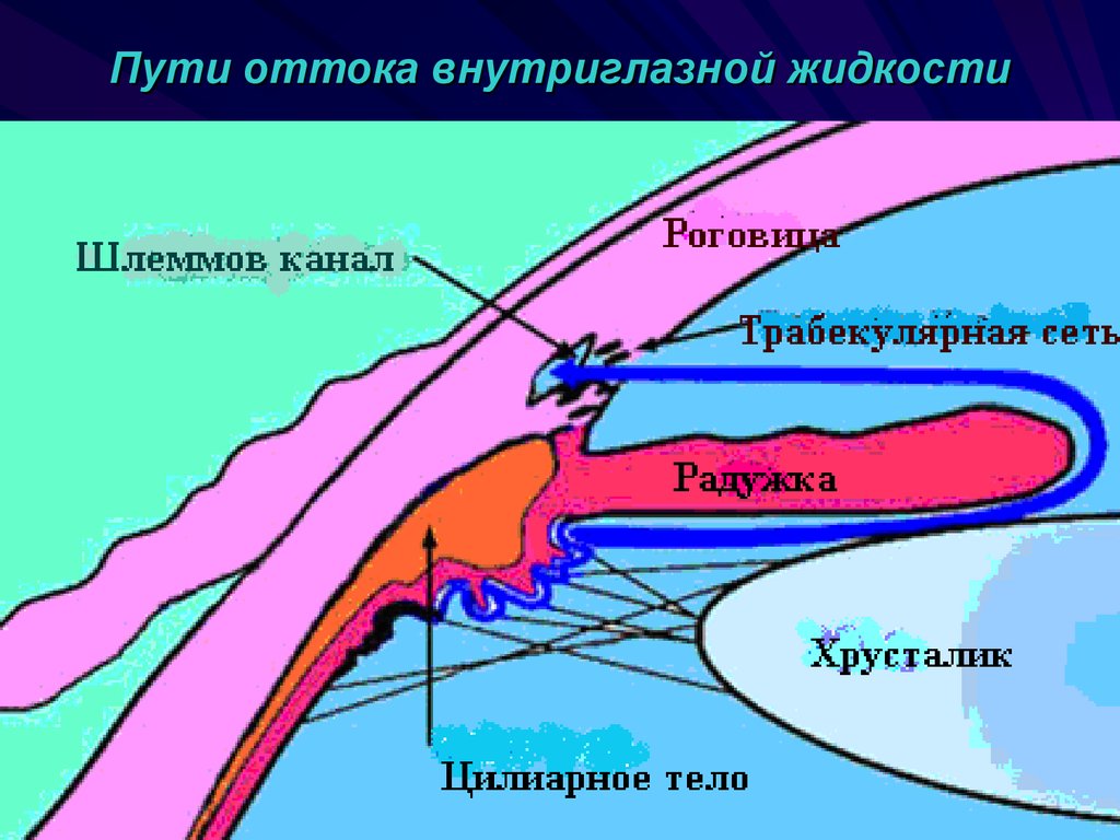 Гидродинамика глаза. Глаукома пути оттока внутриглазной жидкости. Схема циркуляции внутриглазной жидкости. Дренажная система глаза трабекулярный аппарат. Схема оттока внутриглазной жидкости.