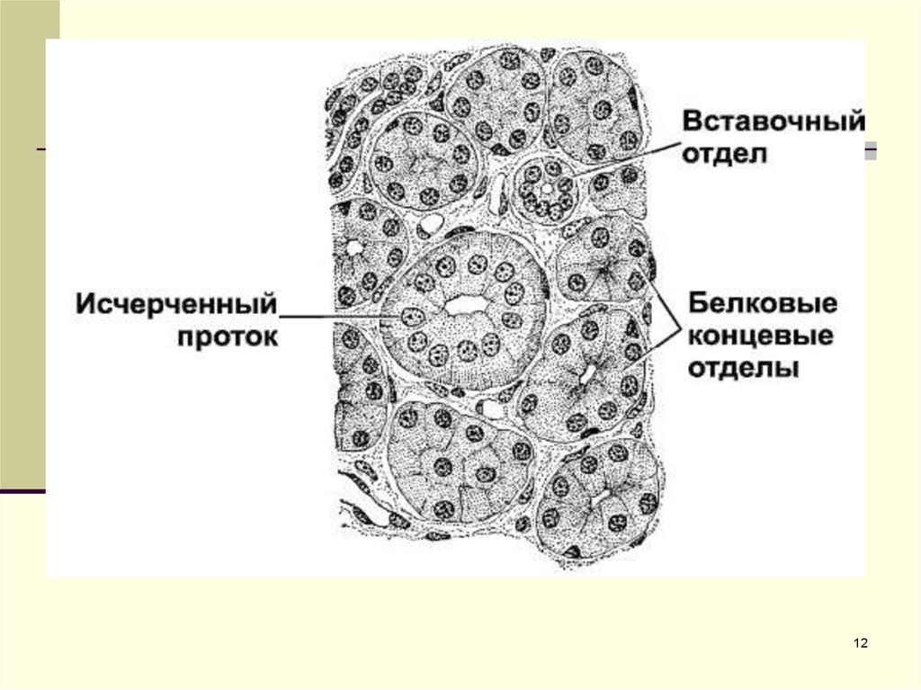 Околоушная слюнная железа гистология рисунок