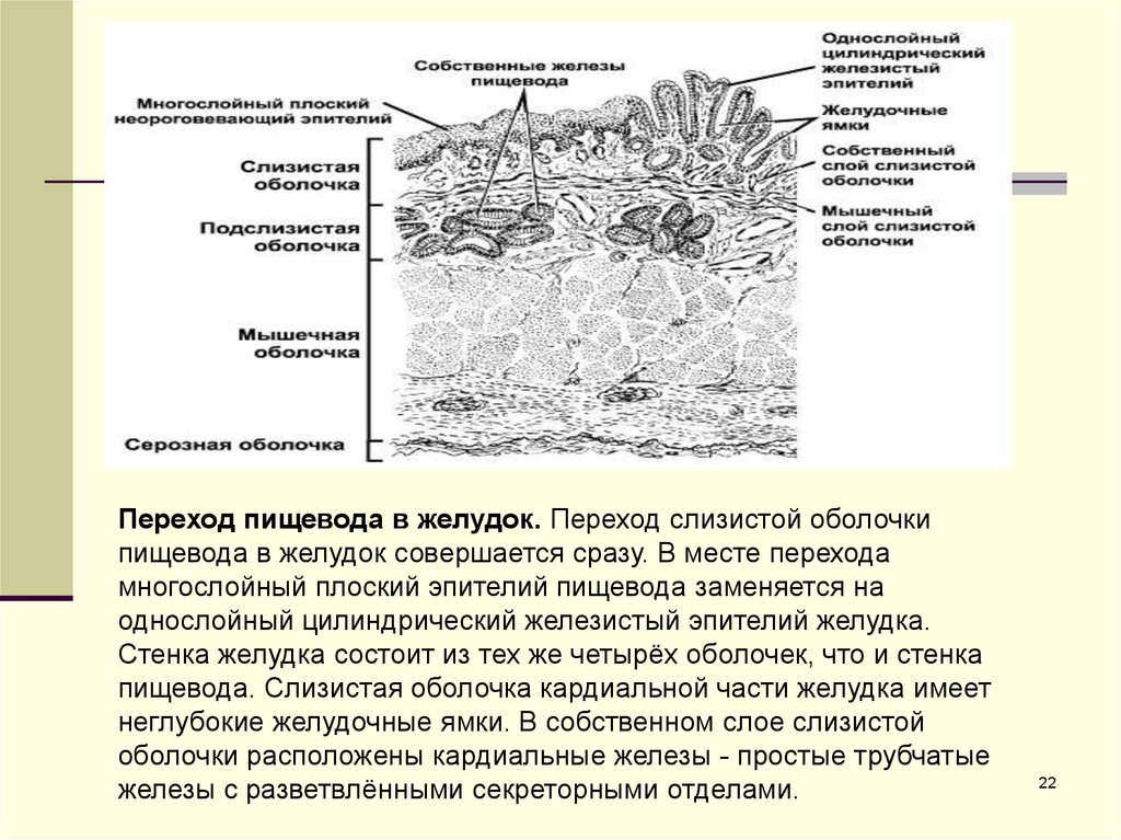 Слизистая оболочка пищевода. Переход пищевода в желудок. Переход пищевода в желудок препарат. Слизистая оболочка желудка состоит из эпителия. Место перехода пищевода в желудок это.