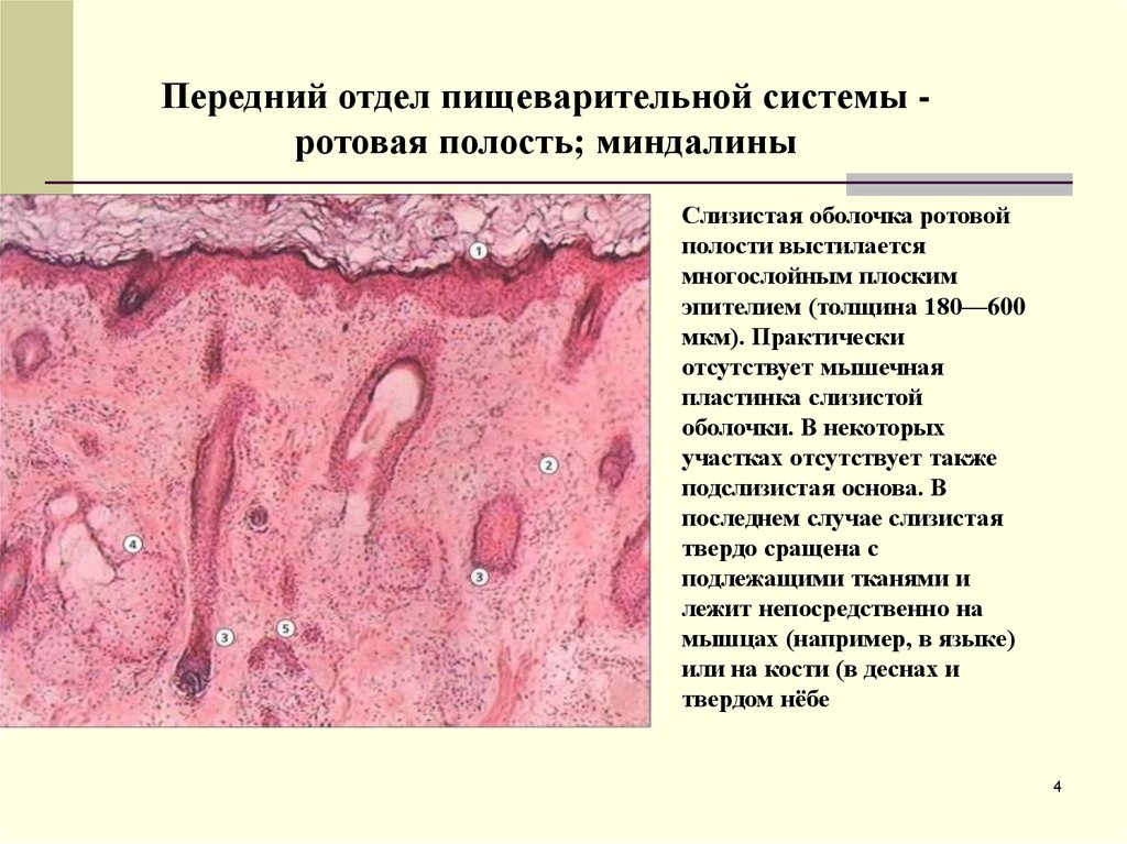 Слизистая оболочка рта латынь. Эпителий ротовой полости. Эпителий слизистой полости рта. Слизистая оболочка полости рта. Многослойный плоский эпителий полости рта.