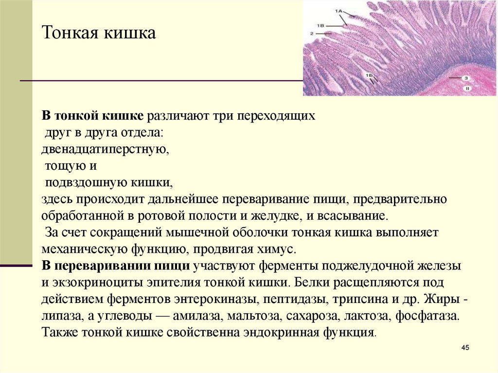 Тонкий кишечник выполняемые функции. В тонком кишечнике различают. Гормонообразующая функция двенадцатиперстной кишки.. Мышечная оболочка функции. Мышечная оболочка тонкой и толстой кишки различается.