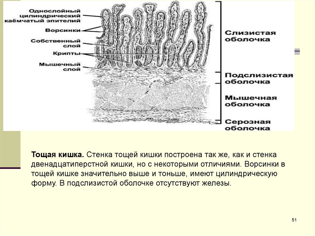 Тощая кишка. Слизистая оболочка тощей кишки. Строение ворсинки подвздошной кишки. Тощая и подвздошная кишка гистология. Тощая кишка эпителий слизистой.