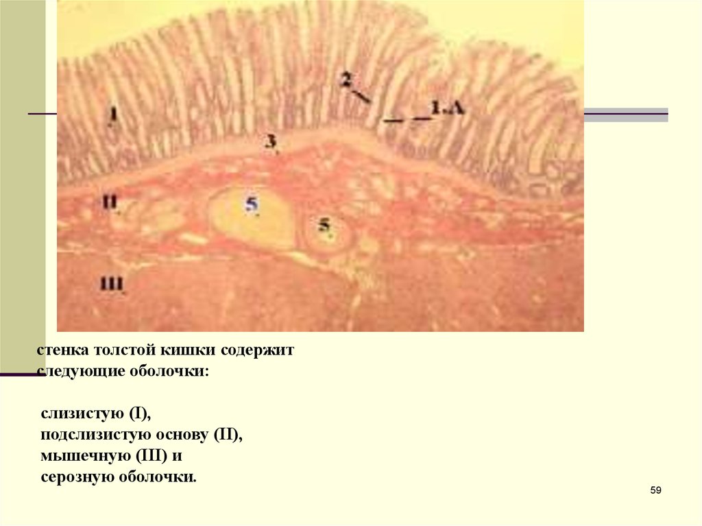Толстая оболочка. Подслизистая оболочка Толстого кишечника. Серозная оболочка Толстого кишечника. Подслизистая основа толстой кишки гистология. Мышечная оболочка толстой кишки.