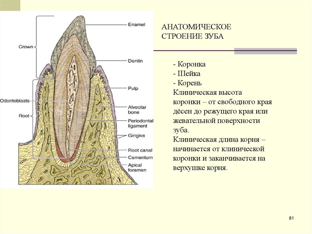 Части внешнего строения зуба. Клиническая шейка корень коронка гистология. Анатомическое строение зуба. Строение зуба коронка корень.