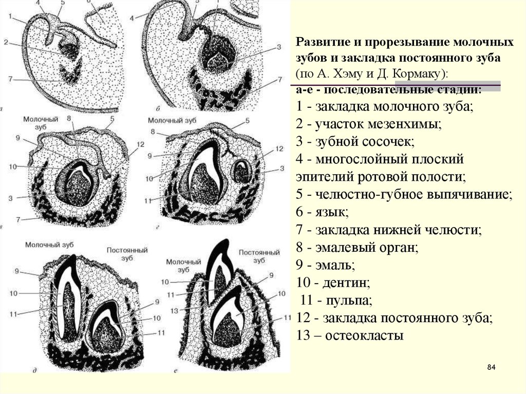 Рентгенологическая картина зубов и их зачатков на различных этапах формирования