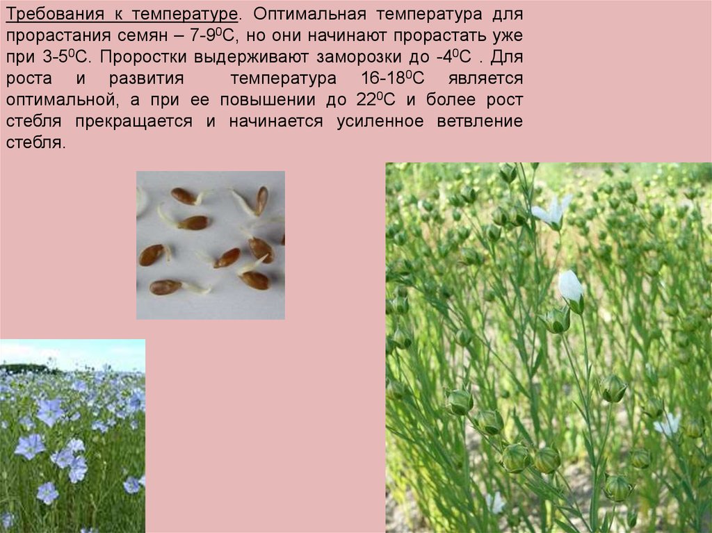 Лен растение фото описание выращивание из семян когда сажать