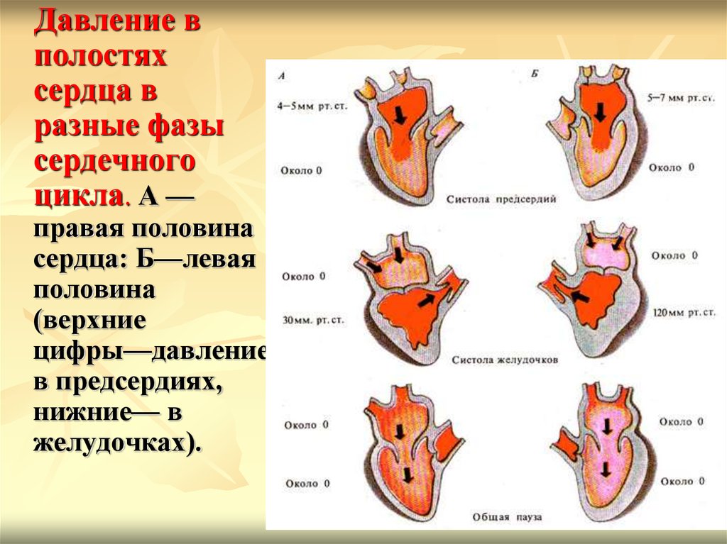 Систола левого предсердия. Схема сердечного цикла физиология. Давление в предсердиях и желудочках в разные фазы сердечного цикла. Фазы сердечного цикла и давление в полостях сердца:. Давление крови в полостях сердца в различные фазы сердечного цикла.