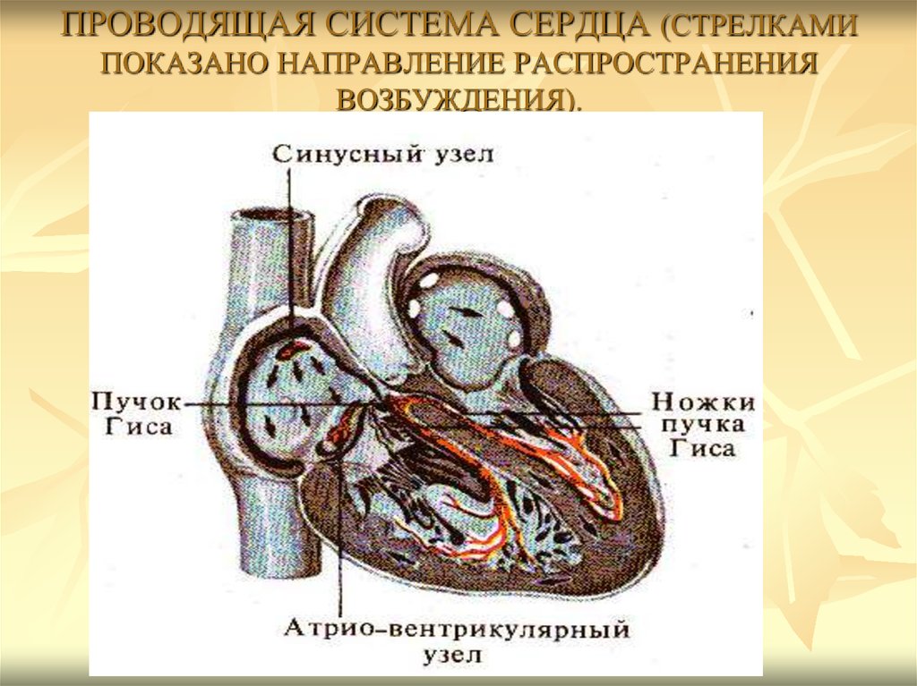 Физиология сердца. Проводящая возбуждение система сердца. Проводящая система сердца направление распространения возбуждения. Система возбуждения (Проводящая система) сердца.. Распространение возбуждения в проводящей системе сердца.