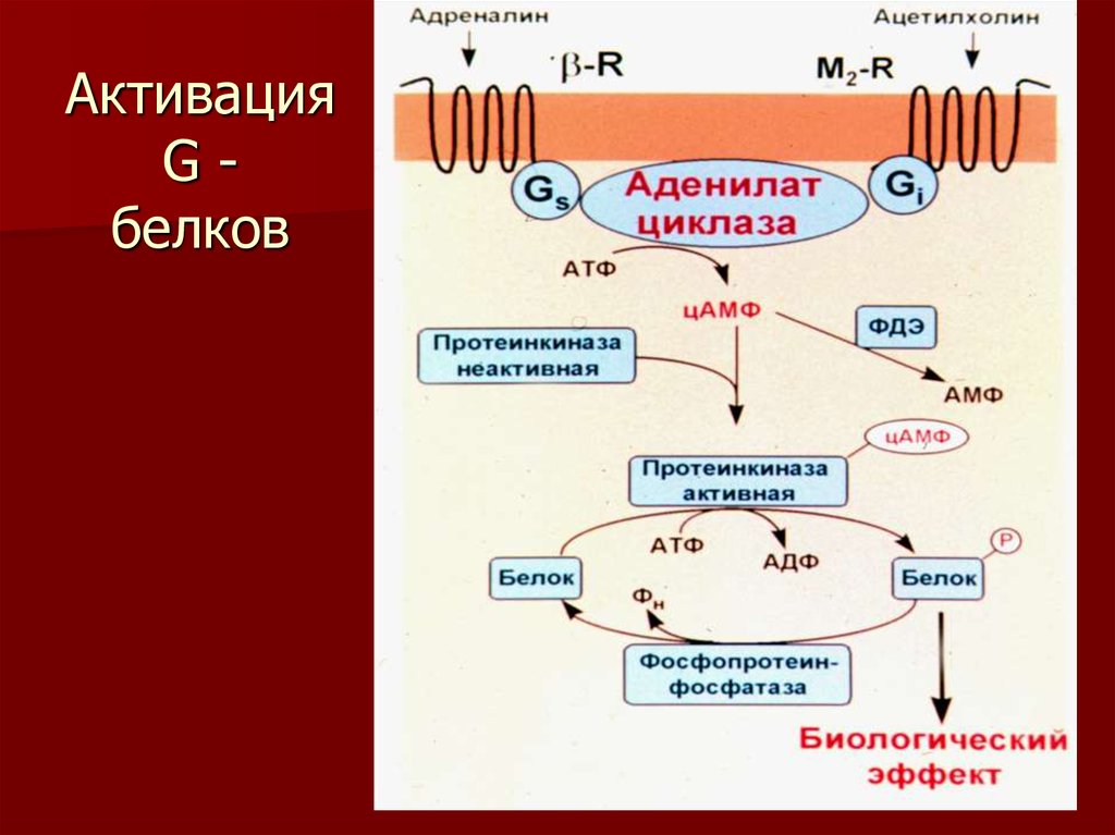 Активация. Структура g белков. Схема работы g белков. Механизм активации g-белков. Строение g белков.