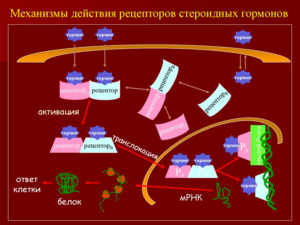 Действия рецепторов. СПВС механизм действия схема. Механизм действия СПВС. МРНК ттт.