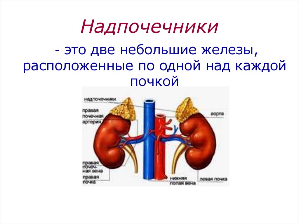 Железы почек. Почки надпочечники анатомия человека. Строение почек и надпочечников человека. Строение надпочечников физиология. Надпочечники презентация.