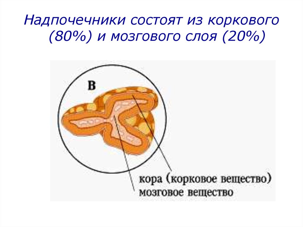 Надпочечники состоят из. Корковый и мозговой слой надпочечников. Надпочечник состоит из коркового и мозгового слоя. Надпочечники анатомия и физиология.