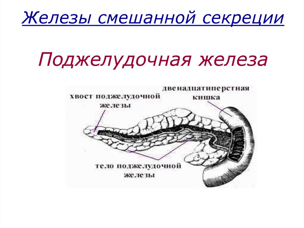 Поджелудочная железа тип железы. Поджелудочная железа смешанная секреция. Тип секреции поджелудочной железы. Поджелудочная железа железа смешанной секреции. Поджелудочная железа это смешанная железа.