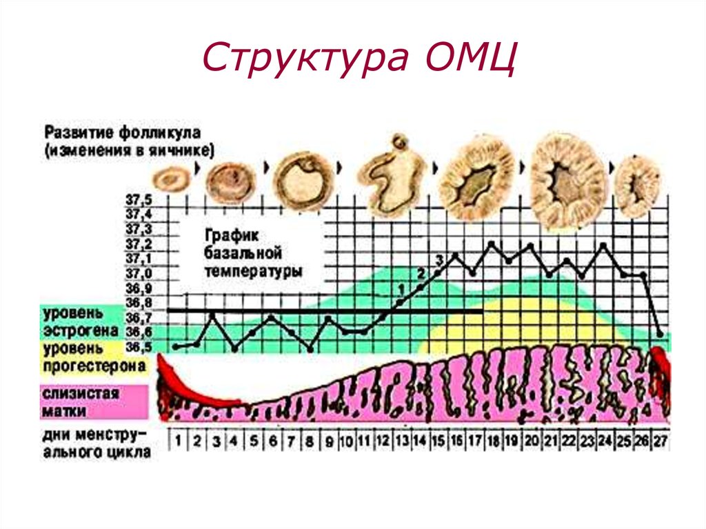 Цикл менструационного цикла. Овариально менструальный цикл. Стадии овариально-менструального цикла. График овариально менструального цикла. Менструальная фаза овариально-менструального цикла..