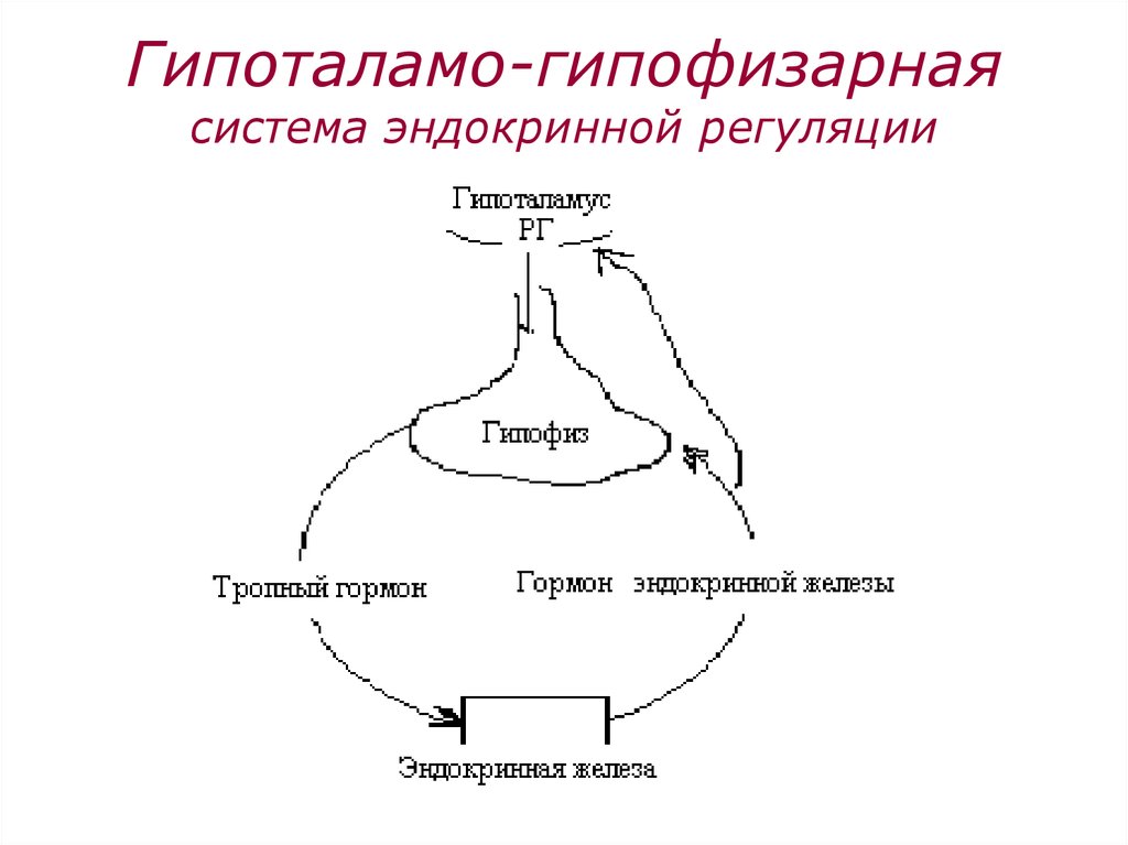 Гипофиза половых желез. Гипоталамо-гипофизарная система гормоны схема. Схему связей в гипоталамо-гипофизарной системе. Схема действия гипоталамо-гипофизарной системы гормоны. Схема регуляции гипоталамо-гипофизарной системы.