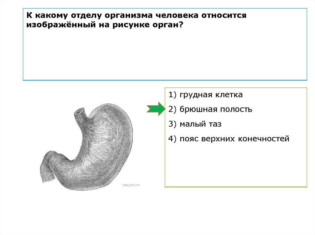 К какому отделу организма человека относится изображенный на рисунке орган