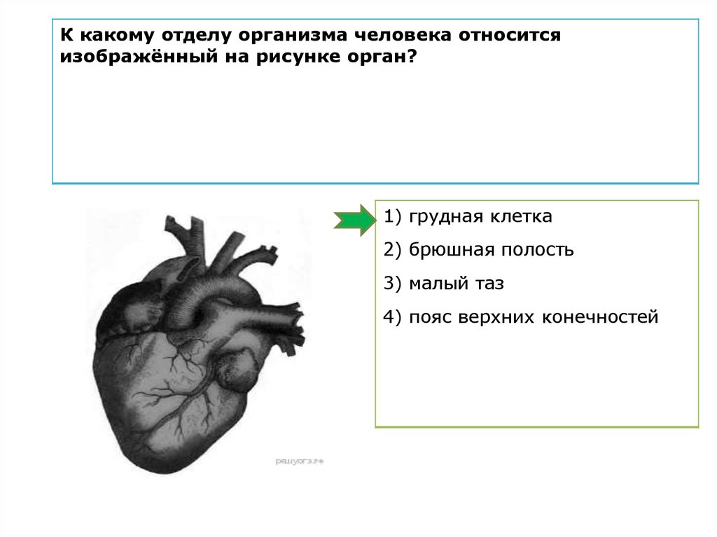 Организм какого типа изображен на рисунке. Изображённый на рисунке организм — это. К какому отделу относится изображенный на рисунке орган. К каким отделам относятся организмы изображенные на рисунке. К какому отделу организма относится изображенный на рисунке орган.