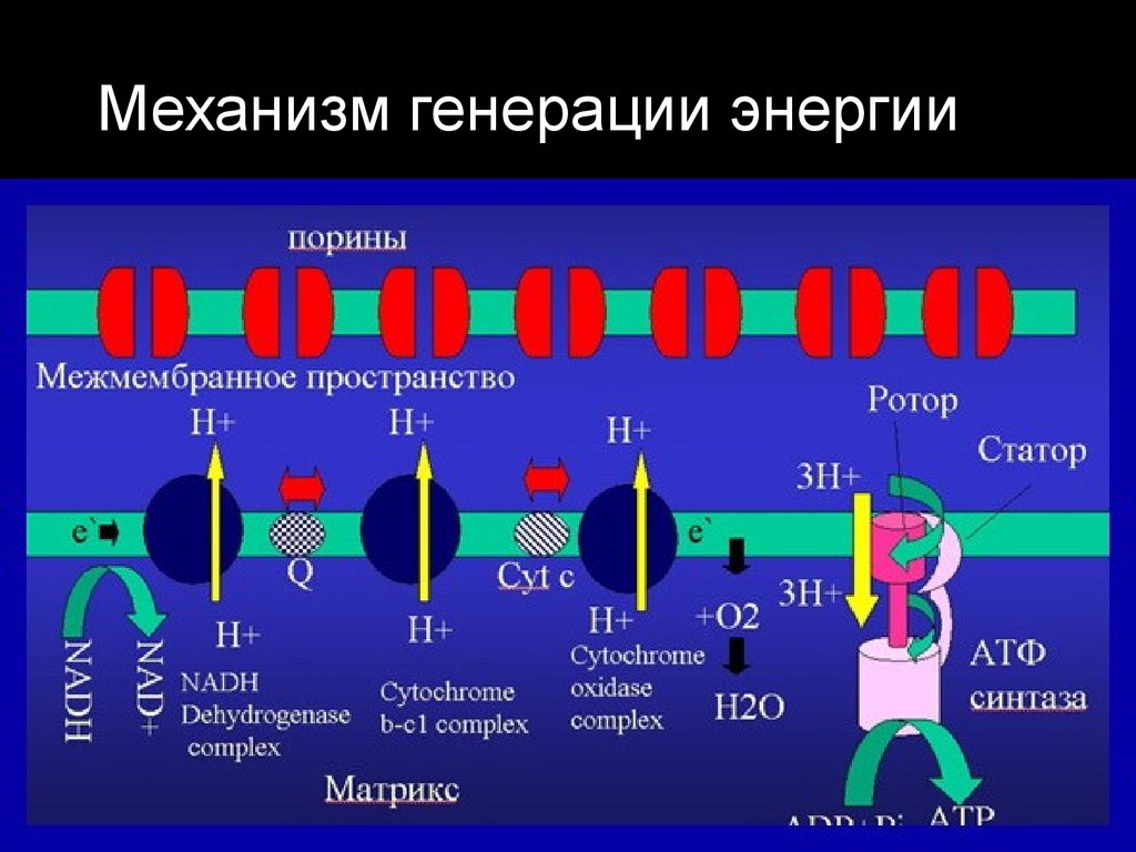 Генерирование энергии. Биохимическая энергия. Механизм энергия. Механизм генерации f-волны.