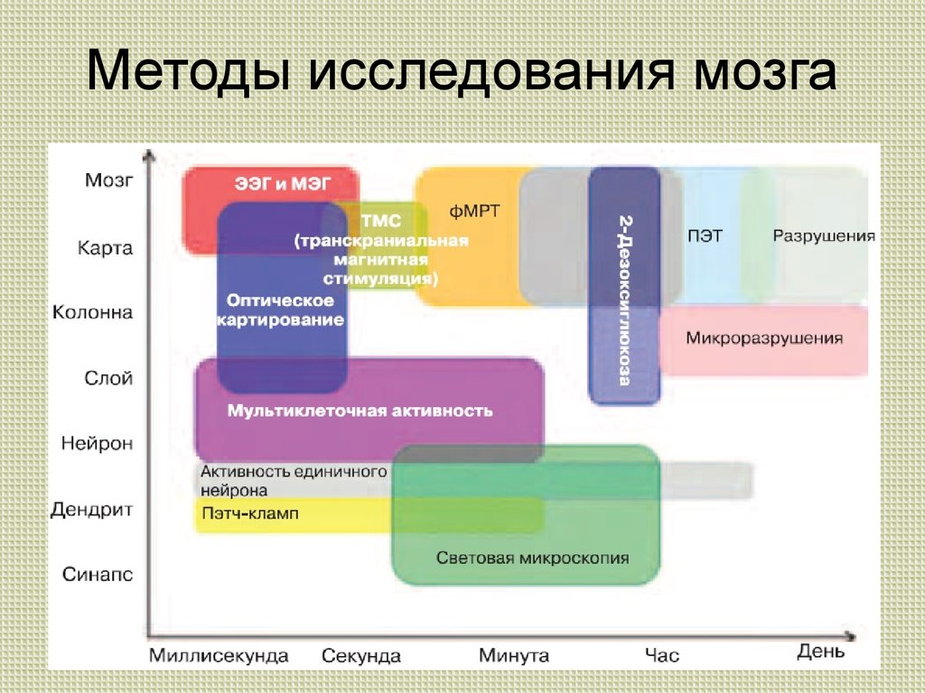 В настоящее время исследования. Методы исследования мозга. Методы исследования головного мозга. Методы исследования мозговой активности. Метод изучения мозга.