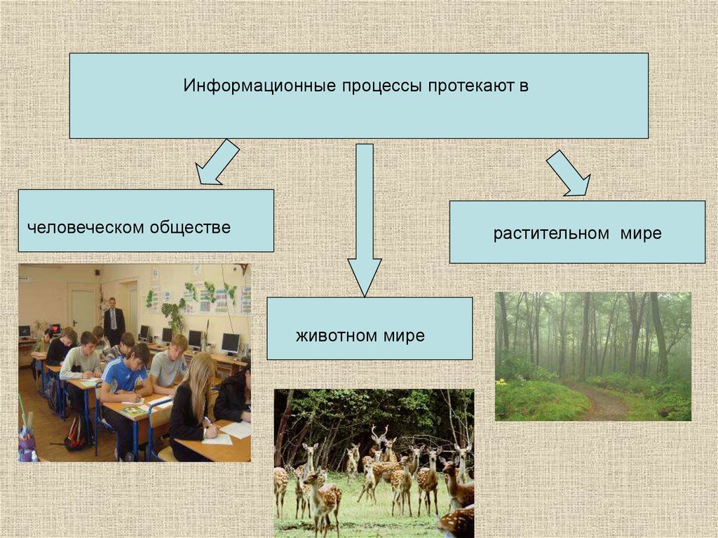 Естественно информационный. Информационные процессы протекают в человеческом. Примеры информационных процессов в природе. Информационные процессы протекающие в животном мире. Примеры информационных процессов в обществе.