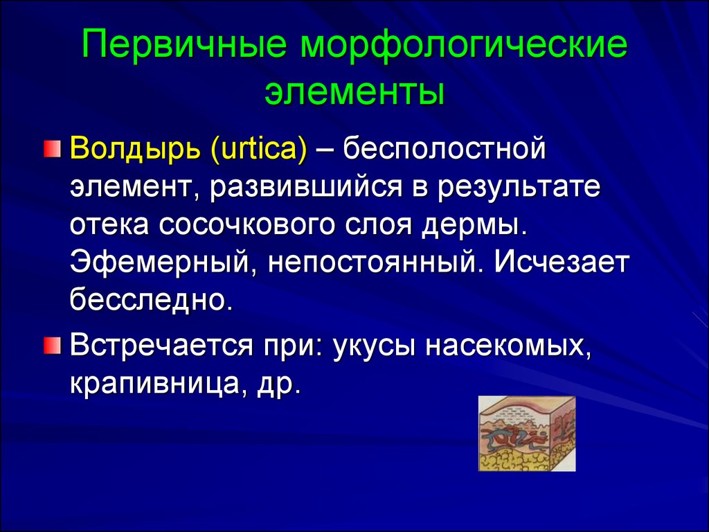 Первичные морфологические элементы презентация