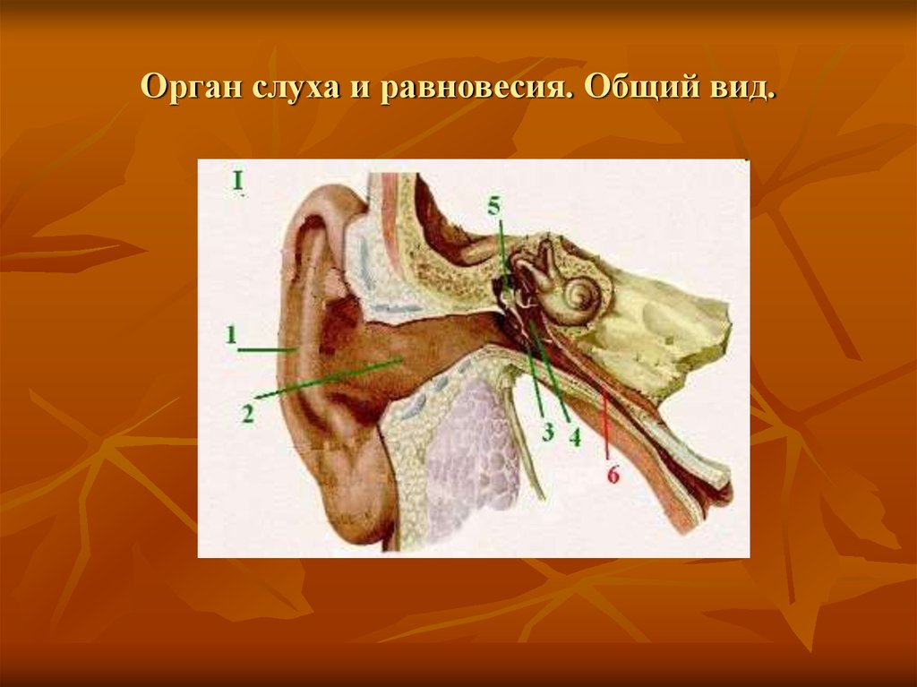 Орган слуха и равновесия. Орган слуха и орган равновесия. Общий вид органа слуха. Орган слуха и равновесия общий вид.