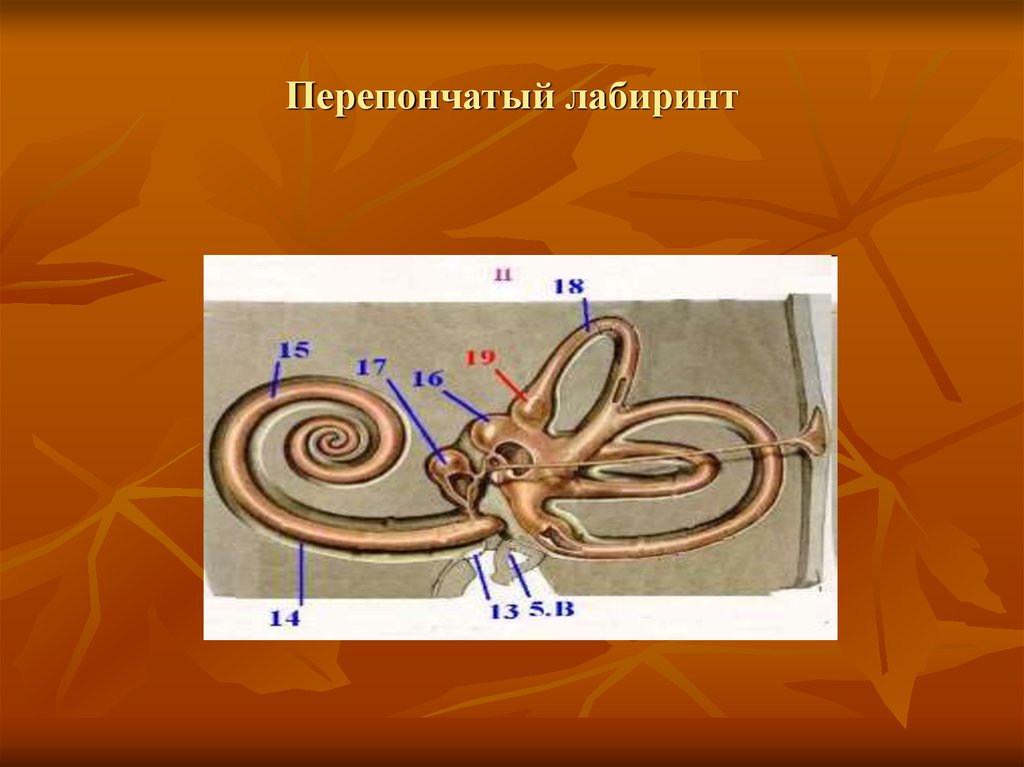 Схема перепончатого лабиринта