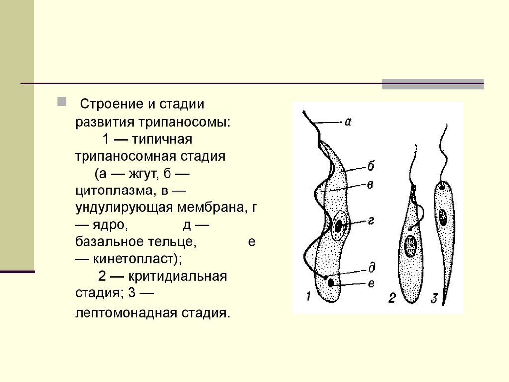 Трипаносома строение рисунок