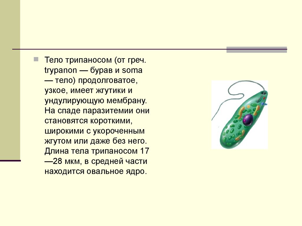 Простейшие имеют. Трипаносома форма тела. Трипаносома это споровик. Тело продолговатое узкое имеется жгутики и мембрану. Паразиты удлиненной формы с ундулирующей мембраной.