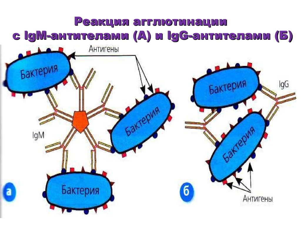 Основные группы антигенов