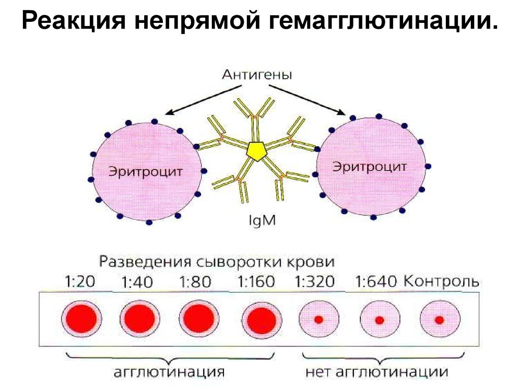 На рисунке схематично изображен эритроцитарный