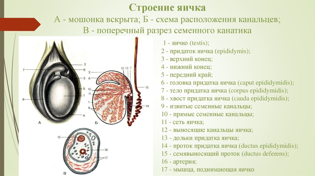 Мужские яички органы. Наружное строение яичка. Яичко макроскопическое строение. Строение семенника анатомия. Мужская половая система анатомия строение яичек.