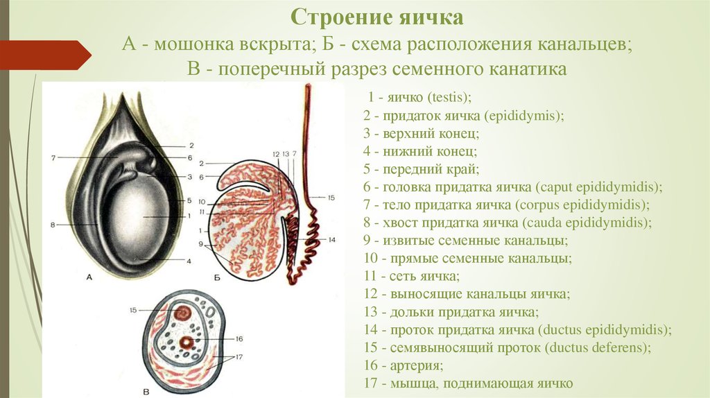 Яичко в разрезе