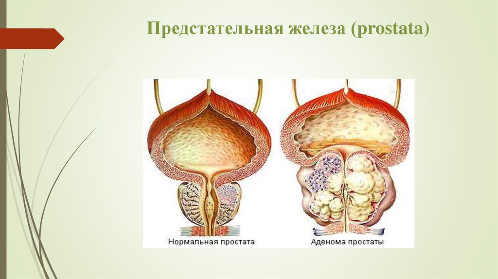 Простата форма. Анатомия аденомы предстательной железы. Строение простаты у мужчин анатомия. Паренхима предстательной железы. Функции предстательной железы анатомия.