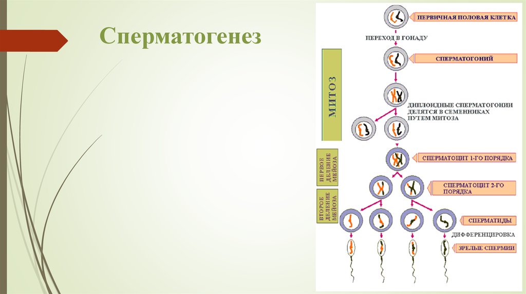 Развитие женских половых клеток происходит в. Сперматогенез строение мужских половых клеток. Первичная половая клетка сперматогонии. Первичные половые клетки в сперматогенезе. Клетки сперматогенеза.