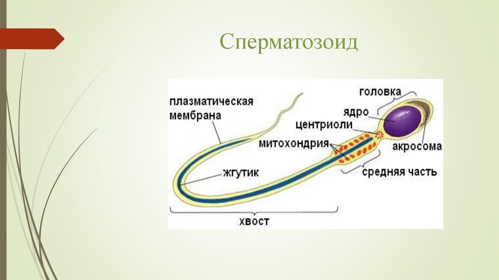 Плазматическая мембрана ядра. Строение сперматозоида митохондрии. Строение жгутика спермия. Строение сперматозоида лизосомы. Строение жгутика сперматозоида.