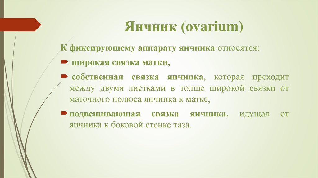 Каким образом фиксируется. Фиксирующий аппарат яичника. К фиксирующему аппарату яичника относятся. Связочный аппарат яичника.