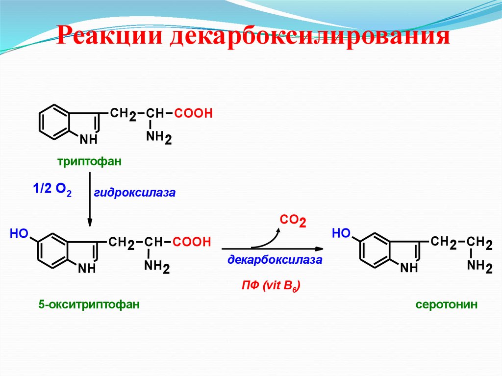 Декарбоксилирование аминокислот реакция. Схема декарбоксилирования триптофана. Дезаминирование триптофана реакция. Декарбоксилирование триптофана реакция. Декарбоксилирование Серина реакция.