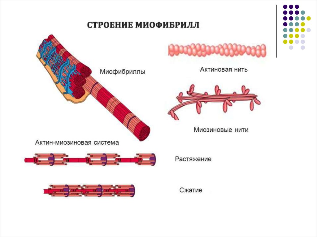 Нити актина. Строение миофибриллы мышечного волокна. Актин 1. Строение миофибриллы. Структура миофибриллы.