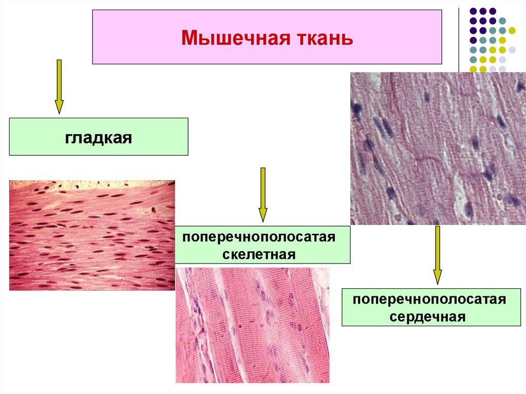 Изображения скелетной поперечнополосатой мышечной ткани
