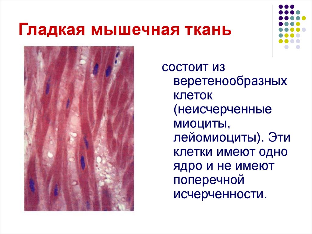 Гладкая мышечная ткань обладает свойствами