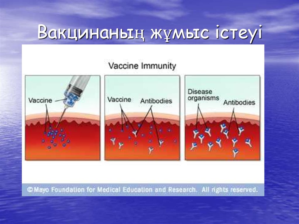 Вакцинаның жұмыс істеуі