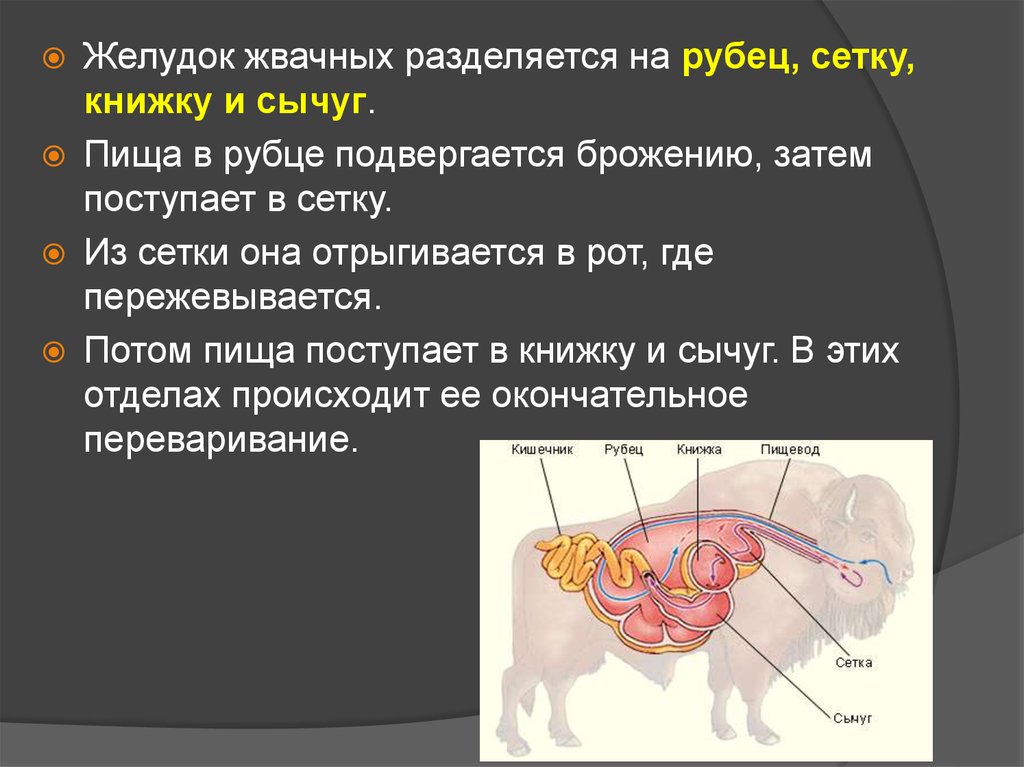 Особенность желудка жвачных парнокопытных. Рубец сетка книжка сычуг функции. Функции отделов желудка жвачных животных. Отделы желудка у жвачных млекопитающих. Строение желудка жвачных млекопитающих.