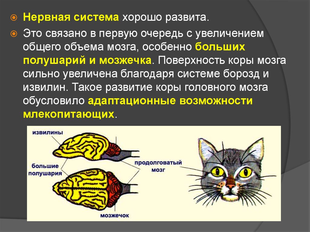 Класс млекопитающие или звери презентация 7 класс пасечник