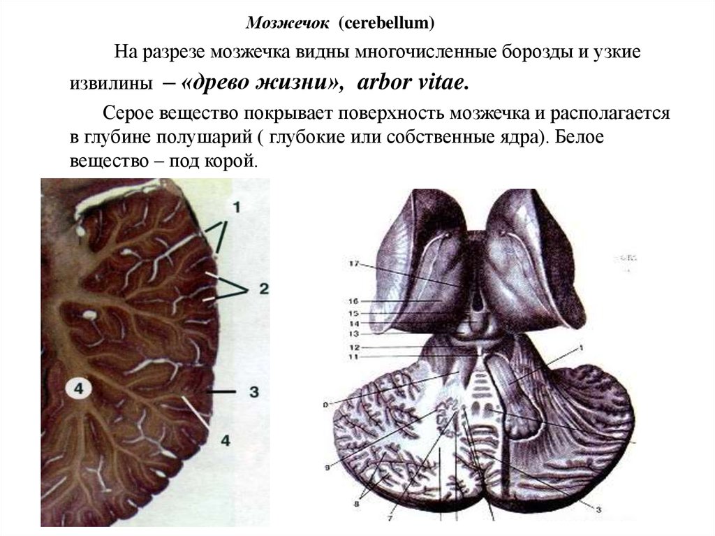 Ядра мозжечка схема