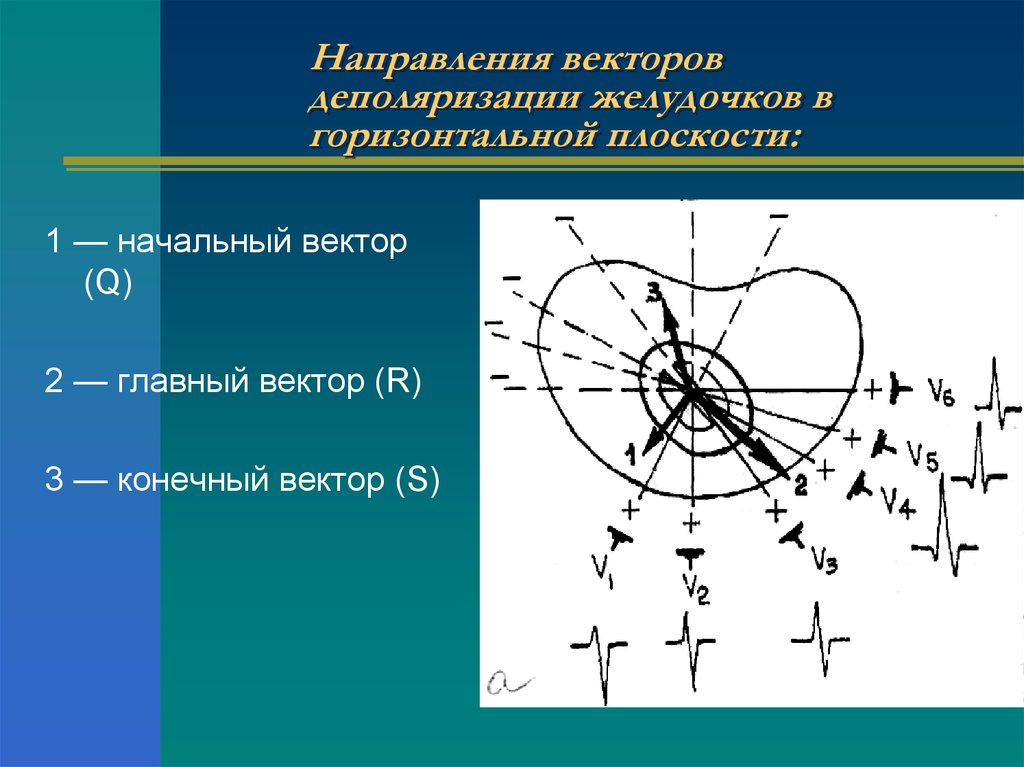 Конечный вектор. Направление деполяризации желудочков. Направление оси сердца. Направление вектора деполяризации. Направление процессов деполяризации желудочков норме:.