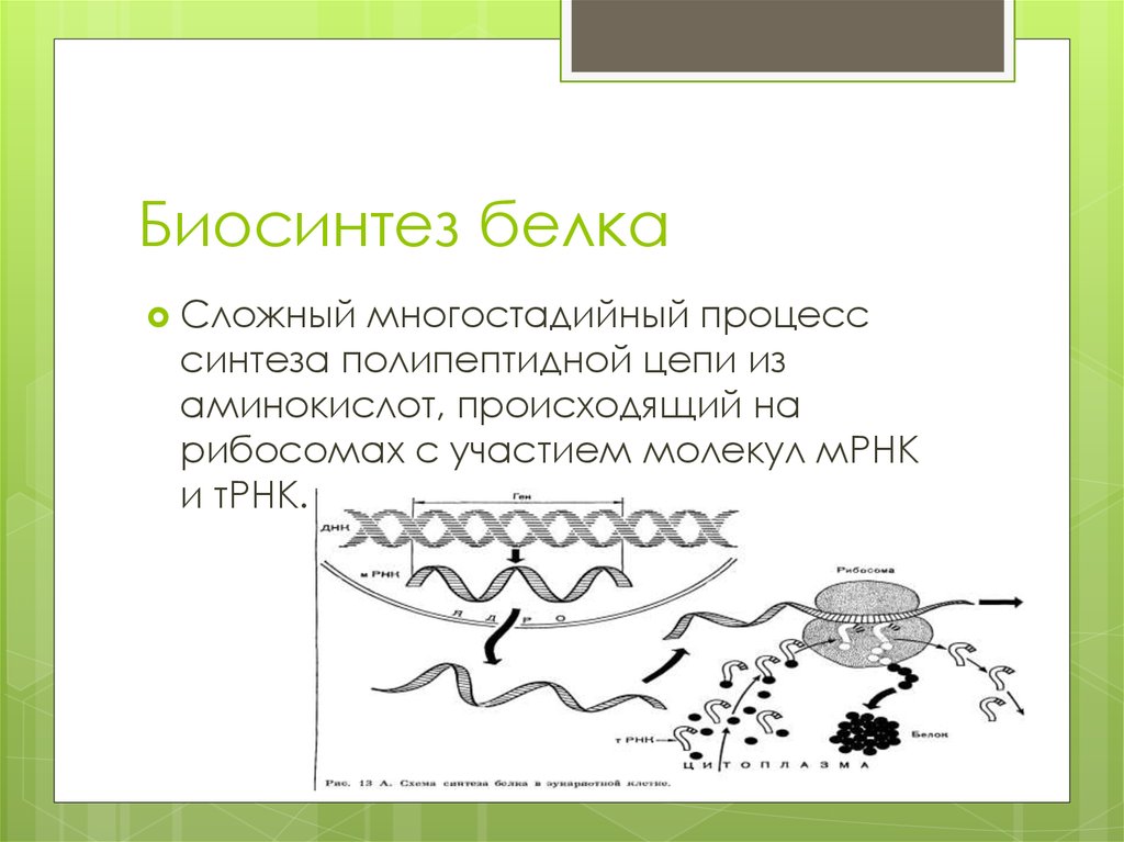 Презентация биосинтез
