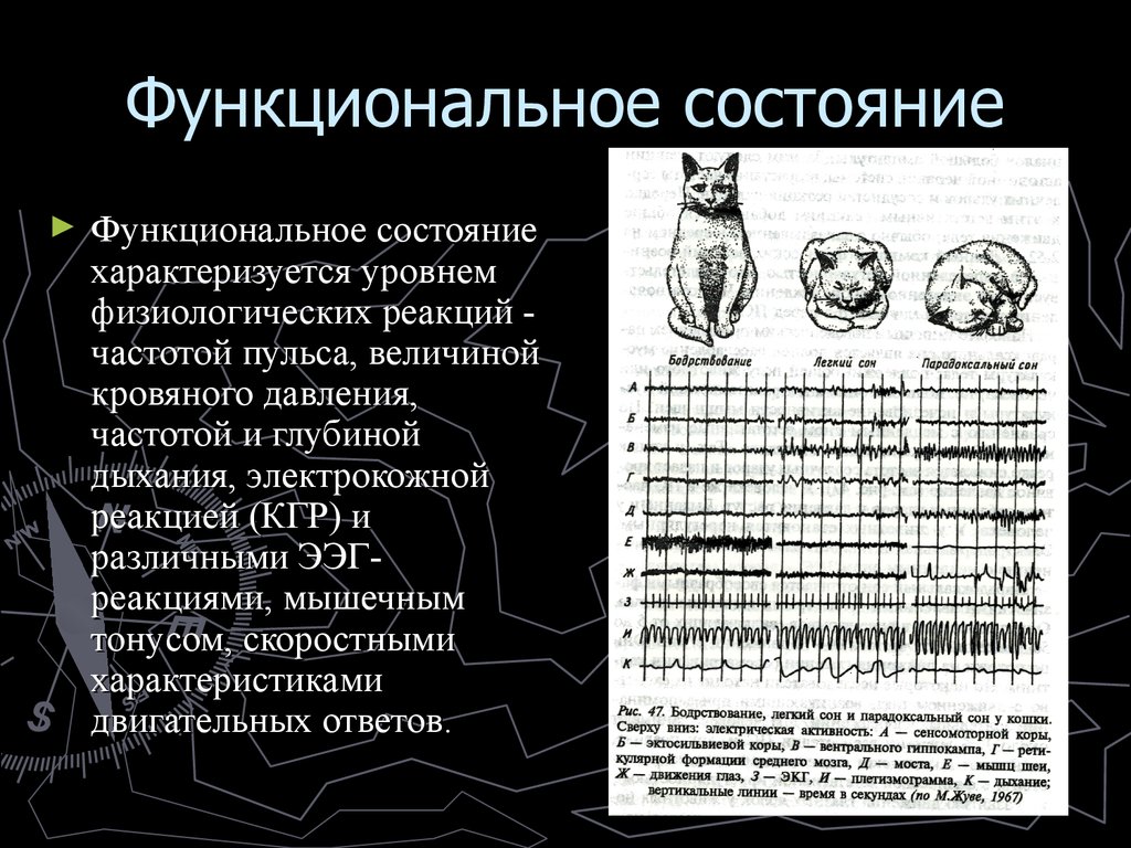 Функции функционального состояния