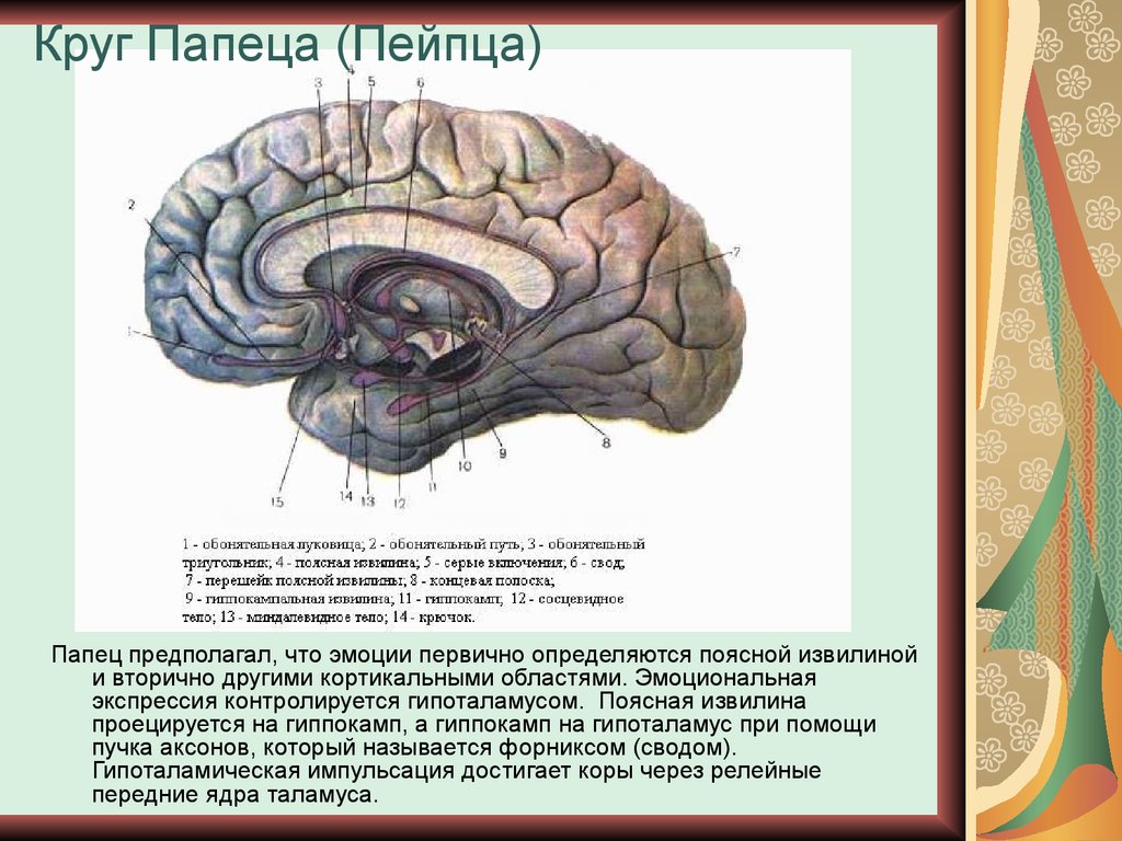 Круг папеца. Гиппокамп поясная извилина. Гипоталамус, миндалина, поясная извилина. Нейроанатомия эмоций.